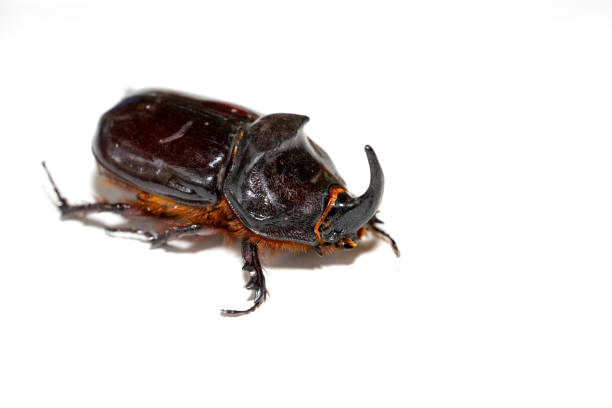 Stag or Rhinoceros beetle on wood
