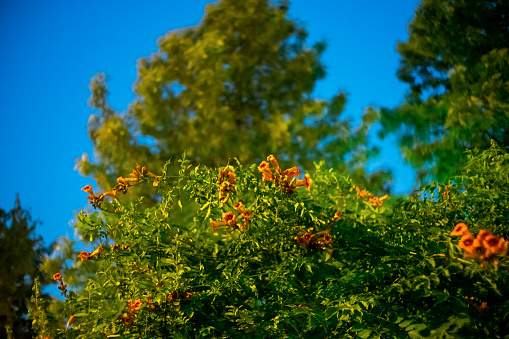 Night view of a campsis radican plant.