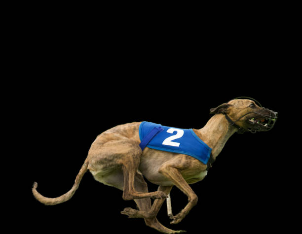 Side view of a super fast whippet dog with a blue number 2 racing jacket on a black background. It's got a crazy look of excitement.
