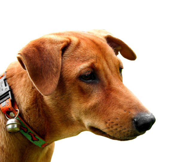 istock Red male dog  isolated  white background for both printing and web pages with cut path and alpha channel 1635542504