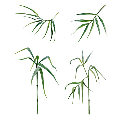 istock Bamboo watercolor illustrations set with stems, branches and leaves isolated on white background. Tropical Chinese nature hand drawn realistic clipart 1635543021