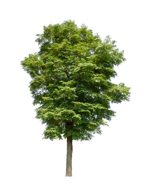 istock Trees that are isolated on a white background are suitable for both printing and web pages 1635544122