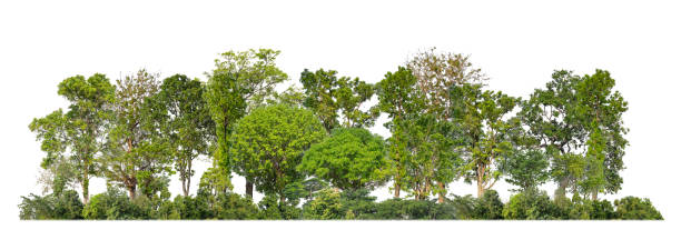 istock Green trees isolated on white background forest and summer foliage for both print and web with cut path and alpha channel 1635546325