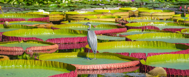 istock Black-headed heron standing on a water lily Victoria amazonica 1635552314