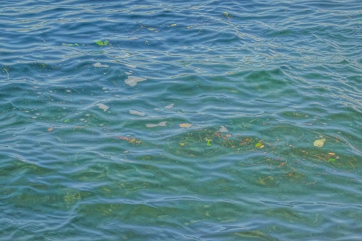 A lake with multiple yellow and green leaves floating on the surface