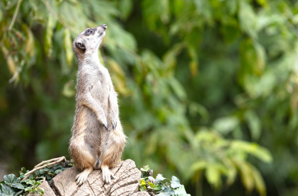 istock Meerkat (Suricata suricatta) on watch-duty, selective focus 1635553092