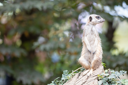 Adult Meerkat (Suricata suricatta) on watch-duty, selective focus