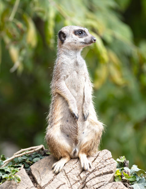 istock Meerkat (Suricata suricatta) on watch-duty, selective focus 1635553098