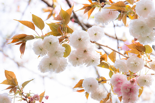 Close-up white cherry blossom or sakura flower background