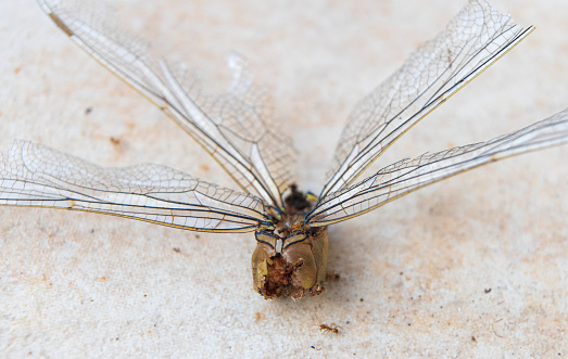 Close up what is left of the dragonfly after the attack of ants, on the floor