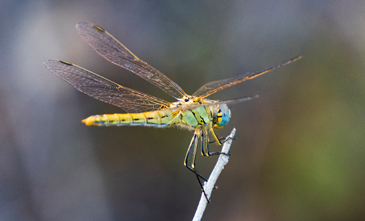Dragonfly on a twig in the forest. Macro photography.