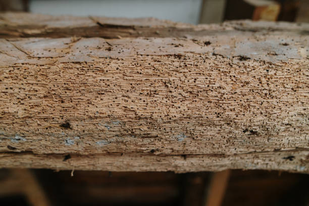 Wooden beam with woodworm holes