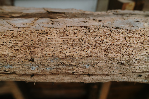 Old wooden boards background full of shipworm holes, texture