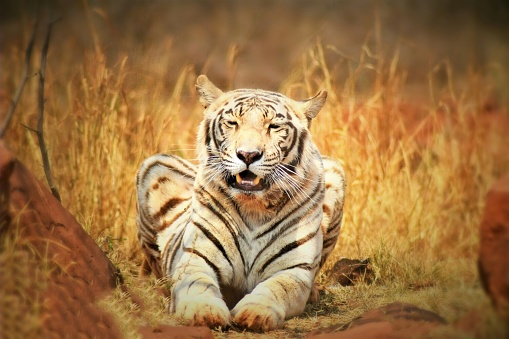 Bengal Tiger relaxing in the sun.