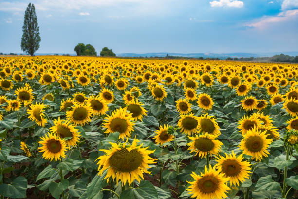 istock A field of sunflowers 1635587477
