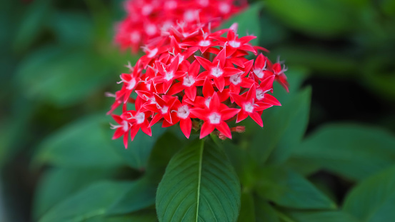 Many small red flowers blooming in the garden. Close-up photo group of flowers, selective focus with bokeh background.