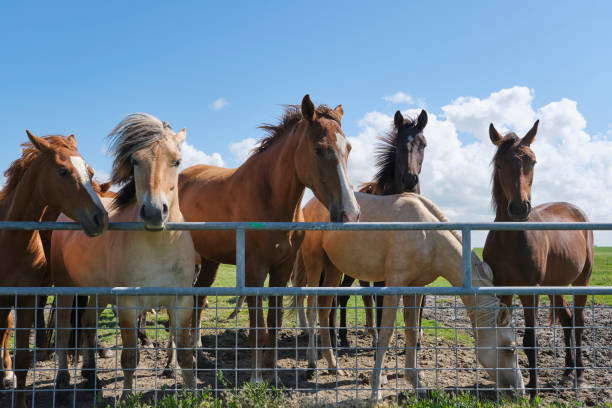 istock Several brown colored horses and one light colored horse behind a fence 1635616981