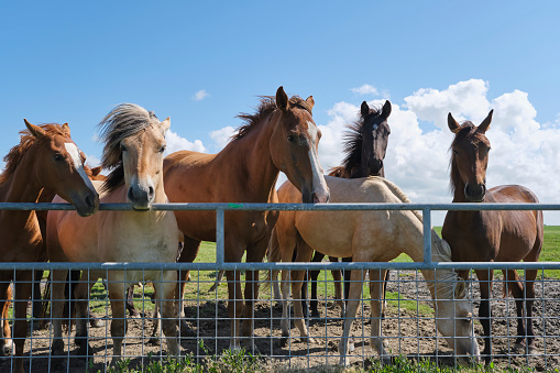 Several brown colored horses and one light colored horse behind a fence in a meadow in summer with a blue sky