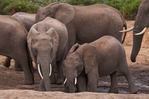 istock Addo Elephant National Park 1635621420