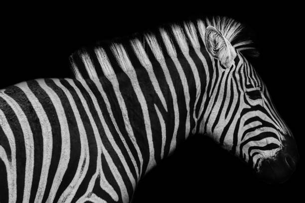 istock African Zebra Herd in the bush and in light and shadows 1635624481