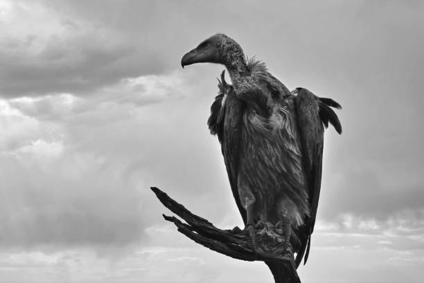 istock African Vulture on a tree in light and shadow 1635624619