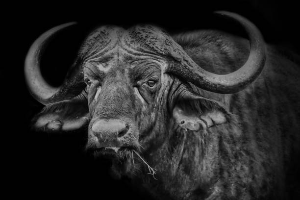 istock African Cape Buffalo in light and shadow 1635625173