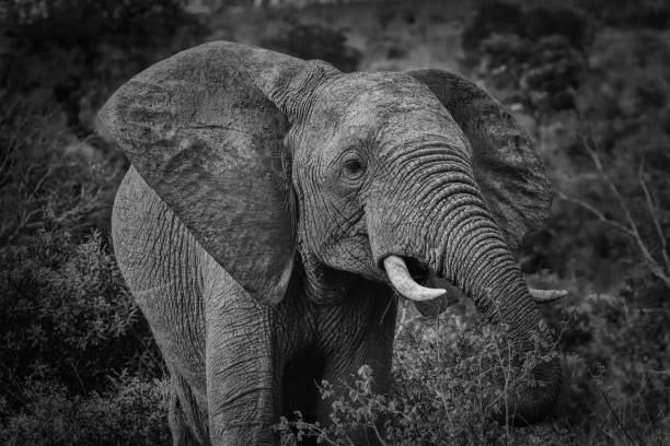 istock African Elephant in light and shadow in the bush 1635625176