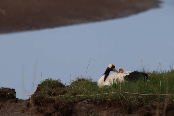 istock red-crowned crane (Grus japonensis) with chicks, wildlife Hokkaido Japan 1635625183