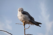 African Blacked-Winged Kite