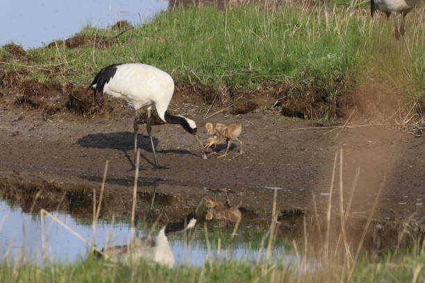 istock red-crowned crane (Grus japonensis) with chicks, wildlife Hokkaido Japan 1635636497