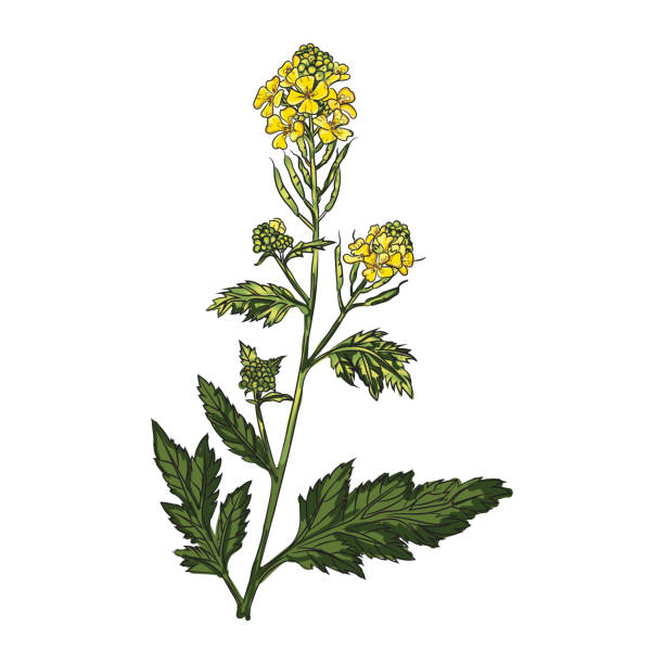 ilustraciones, imágenes clip art, dibujos animados e iconos de stock de amarillo mostaza flor vector ilustración estilo de dibujo a mano - mustard flower