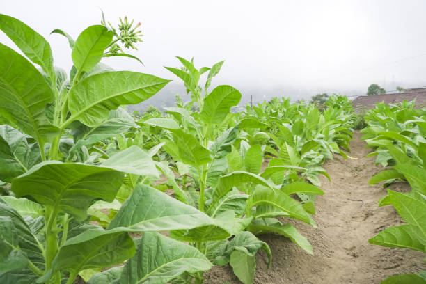 Vegetables and Tobacco plantation on the slopes of Mount Merapi, Selo Boyolali, Central Java, Indonesia