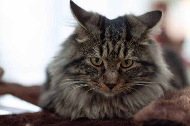 istock Close-up head of a Kuril Bobtail cat 1635651663
