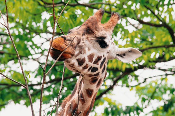 istock the head of a cute giraffe eats leaves on a branch 1635652193