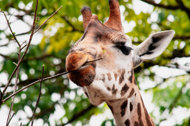 istock the head of a cute giraffe eats leaves on a branch 1635652197