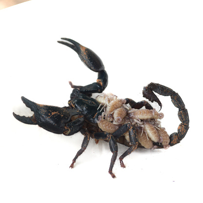 Black scorpions and their larvae, after hatching The children will cling to the mother's back