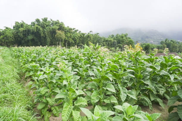 istock Vegetables and Tobacco plantation on the slopes of Mount Merapi, Selo Boyolali, Central Java, Indonesia 1635653921