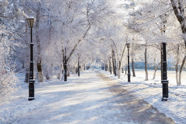 istock winter public park. frost, rime ice snow tree, lanterns. christmas time 1635654309