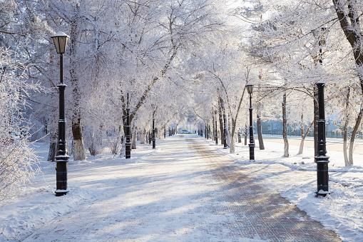 winter public park. frost, rime ice snow tree, lanterns. christmas time