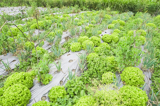 Salad or Lettuce plantation with mulch applied on the slopes of Mount Merapi, Selo Boyolali, Central Java, Indonesia. Concept for Agriculture and Organic Vegetables Open Land Farming.