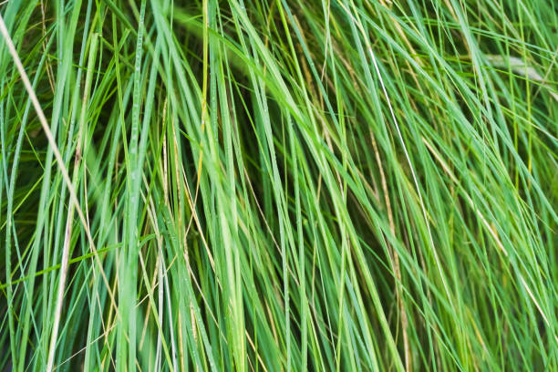istock Long green leaves from the grass or grass leaf for backgrounds. Natural live texture for wallpaper, cover and websites. 1635665086