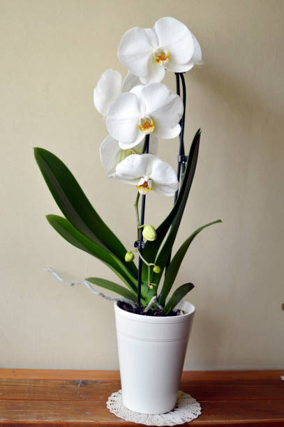 istock white blooming phalaenopsis orchid in the pot 1635666206