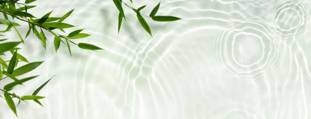 istock spa background banner with green bamboo leaf on white transparent water wave in sunlight, beautiful concept with copy space for travel, cosmetics and beauty care 1635670396