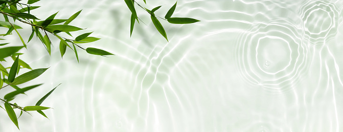 spa background banner with green bamboo leaf on white transparent water wave in sunlight, beautiful concept with copy space for travel, cosmetics and beauty care