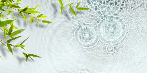 green bamboo plant on transparent fresh raindrop water surface, empty spa background wallpaper decoration with asian spirit for beauty care, cosmetics and relaxation