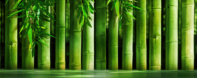 thick bamboo stems in a row in water, green sunny nature beauty spa background for wallpaper decoration, concept for body care, relaxation and travel vacations with asian spirit