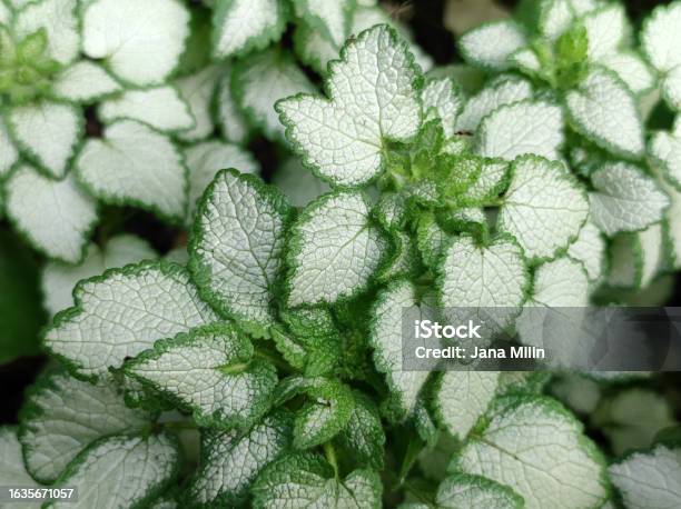 Spotted Dead Nettle Lamium Maculatum Stock Photo - Download Image Now - Beauty, Botany, Close-up