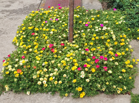 Different kinds of flowers are planted in the flower beds