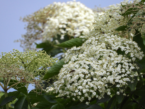 elder bush in blossom with blue sky in the background