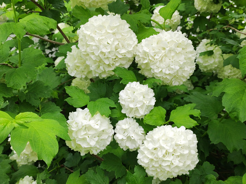 branches with beautiful white flowers of snowball bush